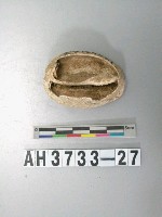藏品(貝殼)的圖片